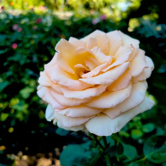celestemae